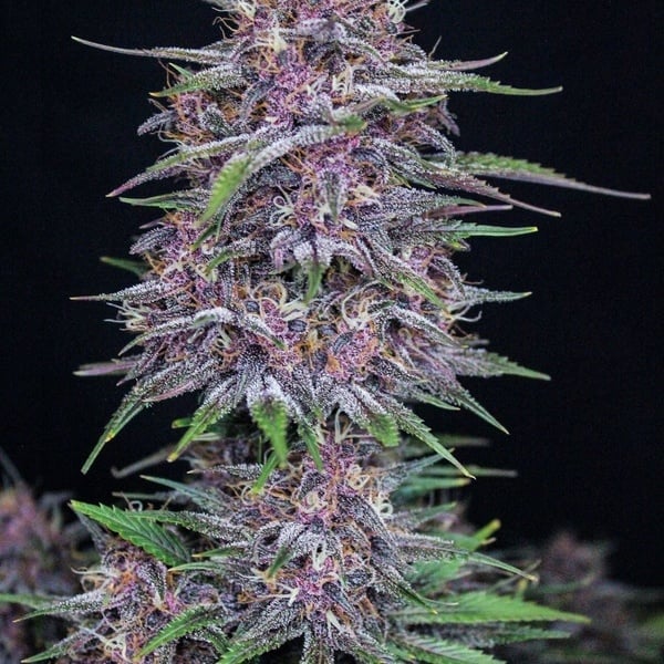 Banana Purple Punch Auto (FastBuds) féminisée