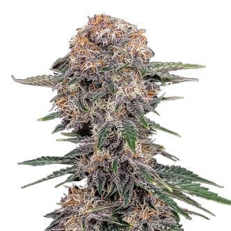Cherry Cola Auto (FastBuds) féminisée