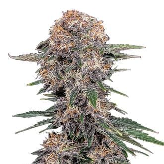 Cherry Cola Auto (FastBuds) féminisée