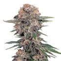 Cherry Cola Auto (FastBuds) féminisée