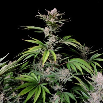 Cherry Cola Auto (FastBuds) féminisée