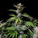 Cherry Cola Auto (FastBuds) féminisée