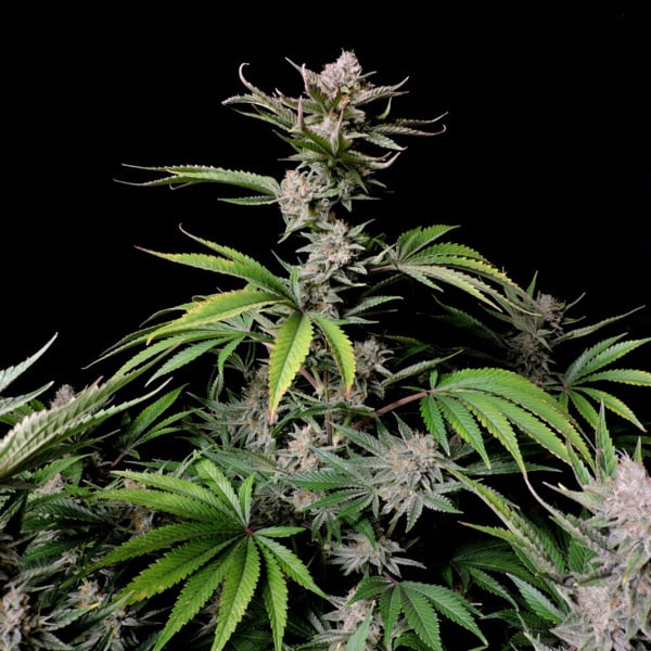 Cherry Cola Auto (FastBuds) féminisée