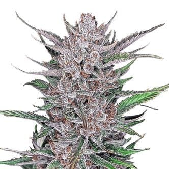 Gorilla Punch Auto (FastBuds) féminisée