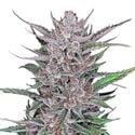 Gorilla Punch Auto (FastBuds) féminisée