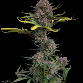 Gorilla Punch Auto (FastBuds) féminisée