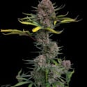 Gorilla Punch Auto (FastBuds) féminisée