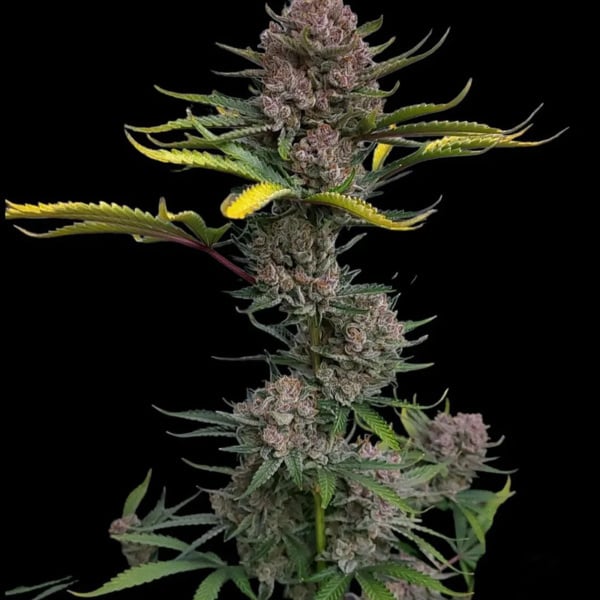 Gorilla Punch Auto (FastBuds) féminisée