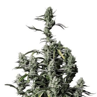 Gorilla Zkittlez Auto (FastBuds) féminisée