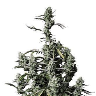 Gorilla Zkittlez Auto (FastBuds) féminisée
