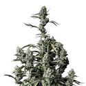 Gorilla Zkittlez Auto (FastBuds) féminisée