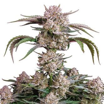 Strawberry Gorilla Auto (FastBuds) féminisée