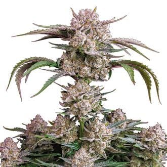 Strawberry Gorilla Auto (FastBuds) féminisée