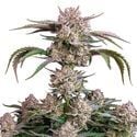 Strawberry Gorilla Auto (FastBuds) féminisée