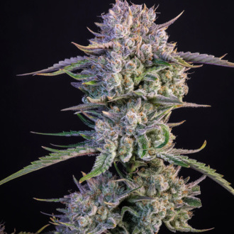 Strawberry Gorilla Auto (FastBuds) féminisée