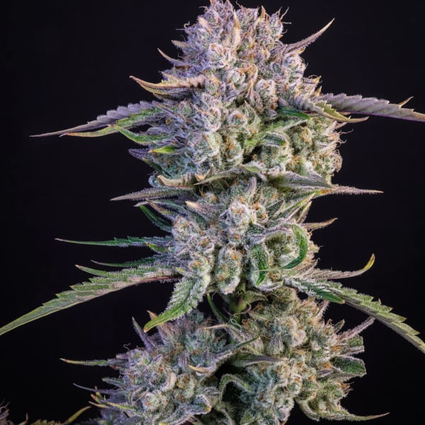 Strawberry Gorilla Auto (FastBuds) féminisée