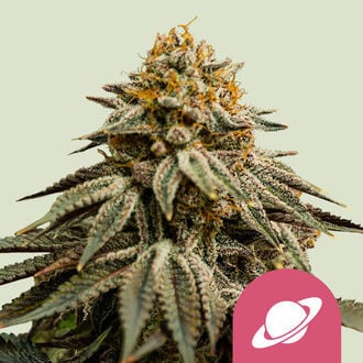 Royal Skywalker (Royal Queen Seeds) féminisée