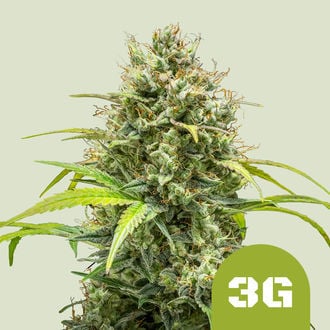 Triple G Automatic (Royal Queen Seeds) féminisée