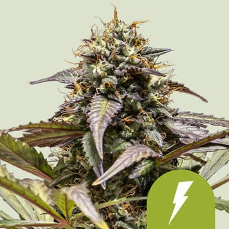 North Thunderfuck Automatic (Royal Queen Seeds) Féminisée