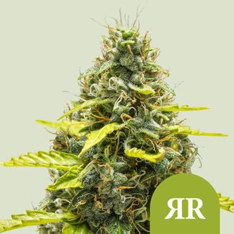 Royal Runtz Automatic (Royal Queen Seeds) féminisée