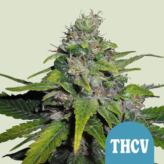 Royal THCV (Royal Queen Seeds) féminisée