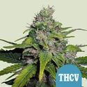 Royal THCV (Royal Queen Seeds) féminisée