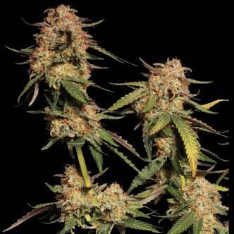 Blue Moby (Seedstockers Superior)