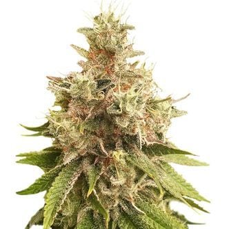 Golden Apple Haze (Super Sativa Seed Club) Régulière