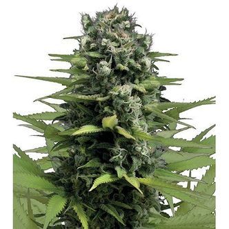 Lemon Haze (Zativo Seeds) féminisée