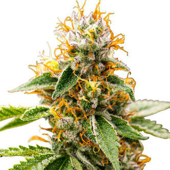 Mango Kush (Zativo Seeds) Féminisée