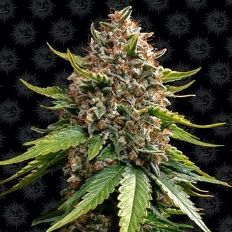 White Widow XXL Auto (Barney's Farm) féminisée