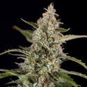 Purple Haze Automatic (Zamnesia Seeds) féminisée