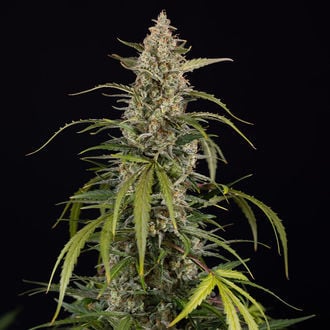 Purple Haze Auto (Zamnesia Seeds) féminisée