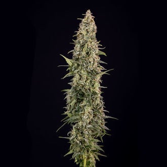 Purple Haze Auto (Zamnesia Seeds) féminisée