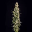 Purple Haze Automatic (Zamnesia Seeds) féminisée