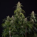 Purple Haze Automatic (Zamnesia Seeds) féminisée