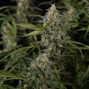 Purple Haze Automatic (Zamnesia Seeds) féminisée