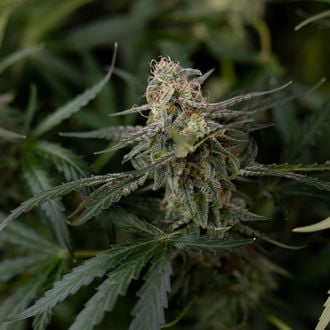 Purple Haze Auto (Zamnesia Seeds) féminisée