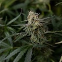 Purple Haze Automatic (Zamnesia Seeds) féminisée