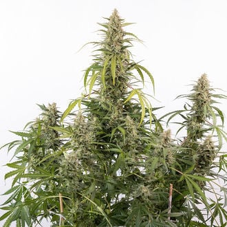 Purple Haze Auto (Zamnesia Seeds) féminisée