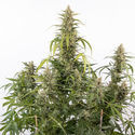 Purple Haze Automatic (Zamnesia Seeds) féminisée