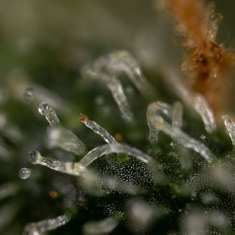 Purple Haze Auto (Zamnesia Seeds) féminisée