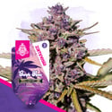 Purple Haze Auto (Zamnesia Seeds) féminisée