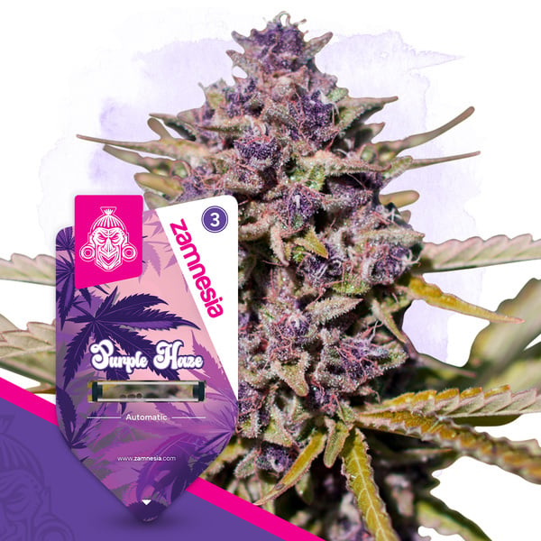 Purple Haze Auto (Zamnesia Seeds) féminisée