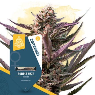 Purple Haze (Zamnesia Seeds) féminisée