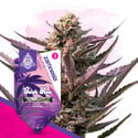 Purple Haze (Zamnesia Seeds) féminisée