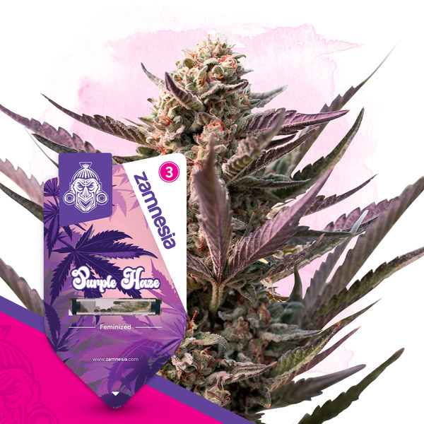 Purple Haze (Zamnesia Seeds) féminisée