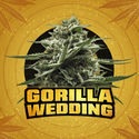 Gorilla Wedding (BSF Seeds x Zamnesia Seeds) féminisée