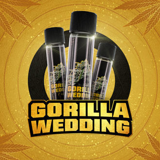 Gorilla Wedding (BSF Seeds x Zamnesia Seeds) féminisée