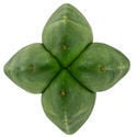 Super Pedro - 4 côtes (Echinopsis scopulicola)